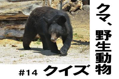 今さら聞けない！「外来種」って何？【クマ、野生動物クイズ#14】奥深い狩猟免許の世界