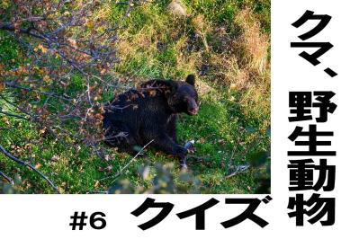 知らないと危険！ジビエの正しい食べ方【クマ、野生動物クイズ#6】奥深い狩猟免許の世界（サムネイル画像）
