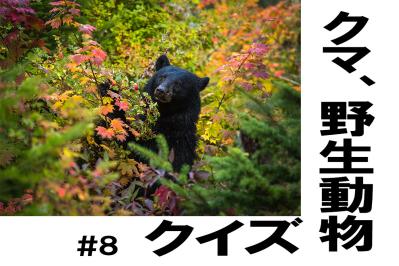 かわいいだけじゃ…「アライグマ」ってどんな動物？【クマ、野生動物クイズ#8】奥深い狩猟免許の世界（サムネイル画像）