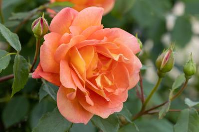 バラが美しく咲く土作りの基本！赤玉土や腐葉土を使った最適配合とは【ガーデニング】（サムネイル画像2）