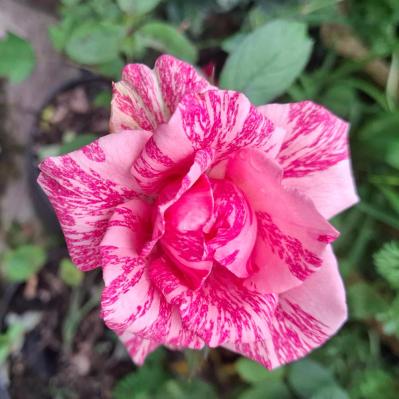 バラが美しく咲く土作りの基本！赤玉土や腐葉土を使った最適配合とは【ガーデニング】（サムネイル画像4）