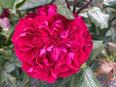 バラが美しく咲く土作りの基本！赤玉土や腐葉土を使った最適配合とは【ガーデニング】（サムネイル画像3）