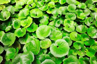 冬の庭づくり！常緑性リーフ［8選］で表土が目立たなくなるコツとは？（サムネイル画像17）