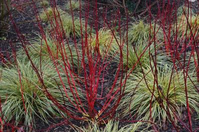 冬の庭づくり！常緑性リーフ［8選］で表土が目立たなくなるコツとは？（サムネイル画像2）