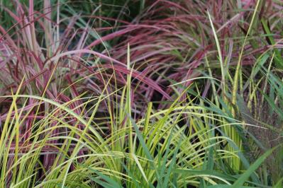 冬の庭づくり！常緑性リーフ［8選］で表土が目立たなくなるコツとは？