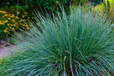 冬の庭づくり！常緑性リーフ［8選］で表土が目立たなくなるコツとは？（サムネイル画像3）