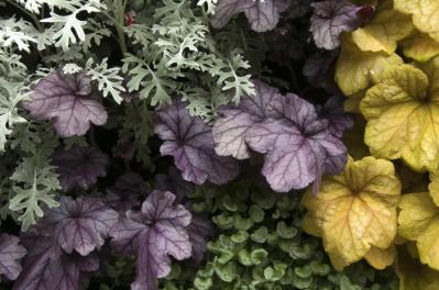 冬の庭づくり！常緑性リーフ［8選］で表土が目立たなくなるコツとは？（サムネイル画像18）