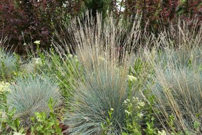 冬の庭づくり！常緑性リーフ［8選］で表土が目立たなくなるコツとは？（サムネイル画像4）