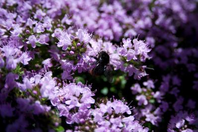 冬の庭づくり！常緑性リーフ［8選］で表土が目立たなくなるコツとは？（サムネイル画像11）