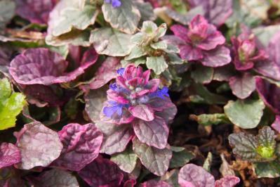 冬の庭づくり！常緑性リーフ［8選］で表土が目立たなくなるコツとは？（サムネイル画像7）