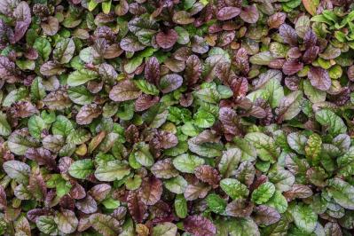 冬の庭づくり！常緑性リーフ［8選］で表土が目立たなくなるコツとは？（サムネイル画像8）