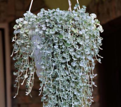 冬の庭づくり！常緑性リーフ［8選］で表土が目立たなくなるコツとは？（サムネイル画像15）