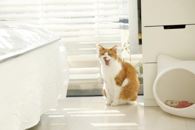 「猫が人を選ぶのです」川上麻衣子さんが一目ぼれした猫とは？保護ネコとの出会いも（サムネイル画像4）