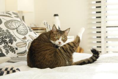 「猫が人を選ぶのです」川上麻衣子さんが一目ぼれした猫とは？保護ネコとの出会いも（サムネイル画像3）