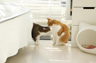 「猫が人を選ぶのです」川上麻衣子さんが一目ぼれした猫とは？保護ネコとの出会いも（サムネイル画像2）