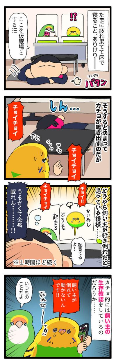 優しさ120％のセキセイインコ・カチョリエル！穏やかな癒しのエピソード【鳥マンガ #186】（サムネイル画像4）