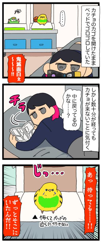 優しさ120％のセキセイインコ・カチョリエル！穏やかな癒しのエピソード【鳥マンガ #186】（サムネイル画像5）