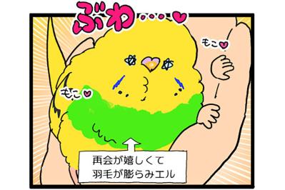 かまってちゃんなセキセイインコ。愛が重めのアピールとは？【鳥マンガ #188】（サムネイル画像）
