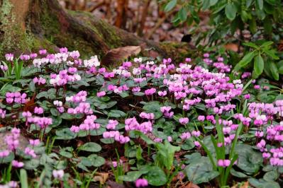 ガーデニング初心者必見！シクラメンの育て方【戸外・室内】と上手な夏越しのコツ（サムネイル画像12）