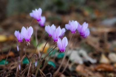 ガーデニング初心者必見！シクラメンの育て方【戸外・室内】と上手な夏越しのコツ（サムネイル画像）