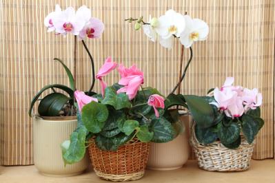 ガーデニング初心者必見！シクラメンの育て方【戸外・室内】と上手な夏越しのコツ（サムネイル画像16）