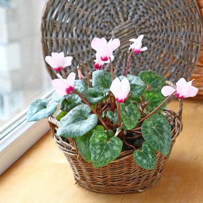 ガーデニング初心者必見！シクラメンの育て方【戸外・室内】と上手な夏越しのコツ（サムネイル画像3）