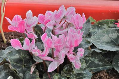 ガーデニング初心者必見！シクラメンの育て方【戸外・室内】と上手な夏越しのコツ（サムネイル画像5）