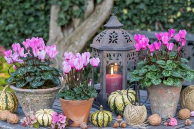 ガーデニング初心者必見！シクラメンの育て方【戸外・室内】と上手な夏越しのコツ（サムネイル画像2）