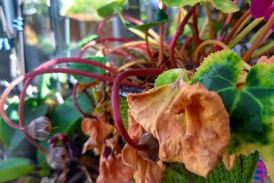 ガーデニング初心者必見！シクラメンの育て方【戸外・室内】と上手な夏越しのコツ（サムネイル画像14）