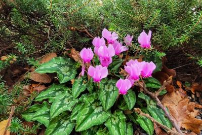 ガーデニング初心者必見！シクラメンの育て方【戸外・室内】と上手な夏越しのコツ（サムネイル画像17）