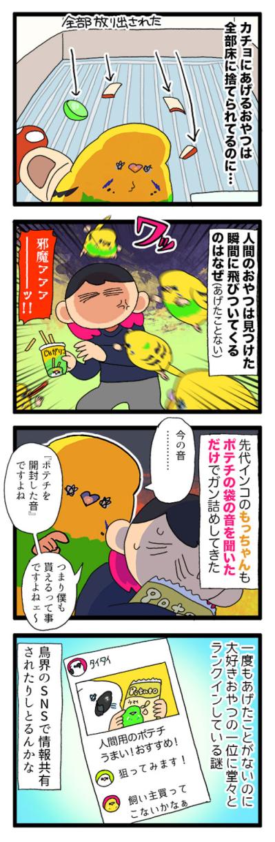 人間のおやつに敏感すぎるセキセイインコにまさかの情報共有疑惑！？【鳥マンガ #190】（サムネイル画像4）