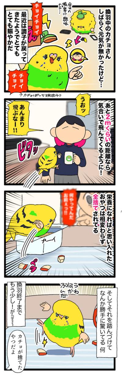 かわいい鳴き声が失われていく…女帝コザクラリスペクトのセキセイインコ【鳥マンガ #192】（サムネイル画像6）