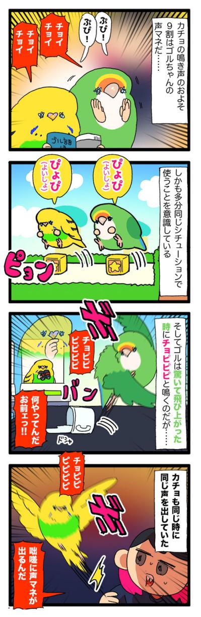 かわいい鳴き声が失われていく…女帝コザクラリスペクトのセキセイインコ【鳥マンガ #192】（サムネイル画像4）
