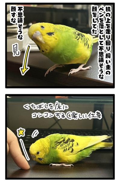 短いチャンス到来！セキセイインコのシャッターチャンスはいつ？【鳥マンガ #193】（サムネイル画像5）