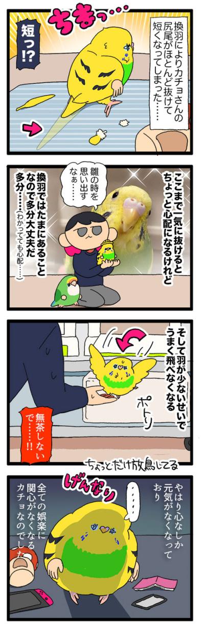 絶賛換羽中のセキセイインコ。カゴの外に出たがらないので飼い主は寂しい…【鳥マンガ #191】（サムネイル画像5）