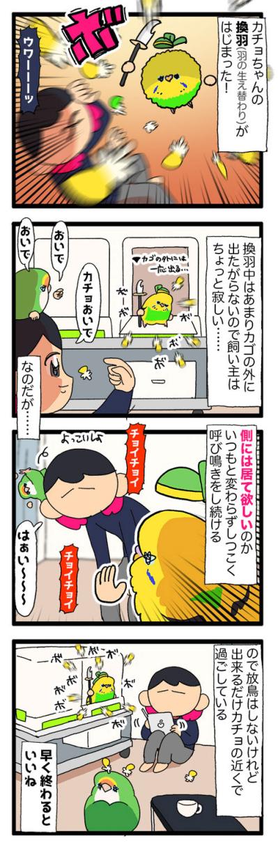 絶賛換羽中のセキセイインコ。カゴの外に出たがらないので飼い主は寂しい…【鳥マンガ #191】（サムネイル画像4）