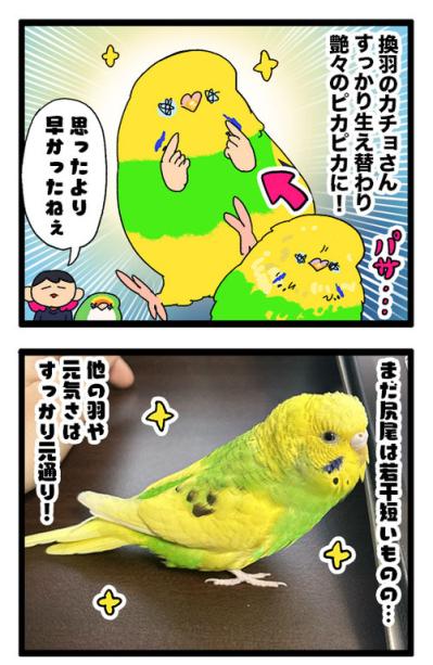 短いチャンス到来！セキセイインコのシャッターチャンスはいつ？【鳥マンガ #193】（サムネイル画像4）