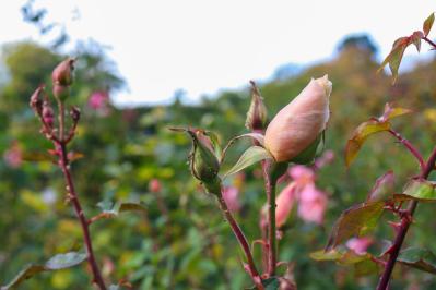 冬のうちに病害虫を撃退！庭と植物を守る簡単な対策法【ガーデニング】（サムネイル画像12）