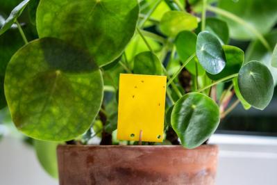 冬のうちに病害虫を撃退！庭と植物を守る簡単な対策法【ガーデニング】（サムネイル画像8）