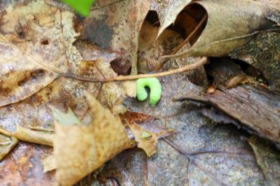 冬のうちに病害虫を撃退！庭と植物を守る簡単な対策法【ガーデニング】（サムネイル画像3）