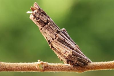 冬のうちに病害虫を撃退！庭と植物を守る簡単な対策法【ガーデニング】（サムネイル画像7）