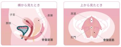 尿漏れ　SIXPAD　骨盤底筋（サムネイル画像）