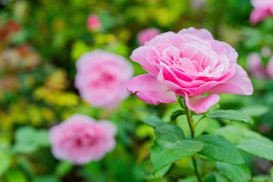 冬のうちに病害虫を撃退！庭と植物を守る簡単な対策法【ガーデニング】