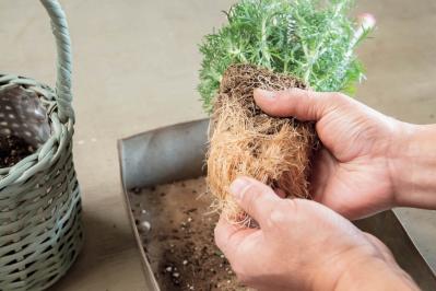 フローラ黒田園芸【黒田健太郎さん流】オーバル＆ラウンド形バスケットの寄せ植え。2つセットで飾るのがポイント！（サムネイル画像28）