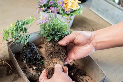 フローラ黒田園芸【黒田健太郎さん流】オーバル＆ラウンド形バスケットの寄せ植え。2つセットで飾るのがポイント！（サムネイル画像14）