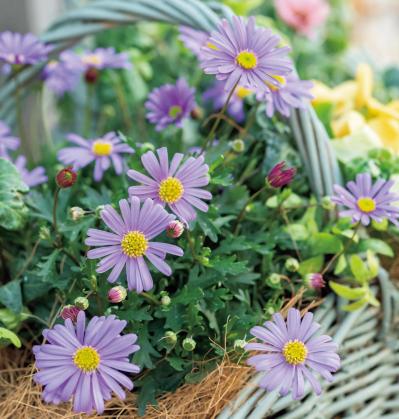 フローラ黒田園芸【黒田健太郎さん流】オーバル＆ラウンド形バスケットの寄せ植え。2つセットで飾るのがポイント！（サムネイル画像22）