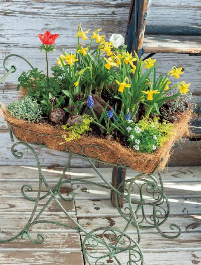 アイアン製の雑貨に花を植えたらこんなに素敵！ フローラ黒田園芸【黒田健太郎さん】の冬の華やぎ寄せ植え（サムネイル画像10）