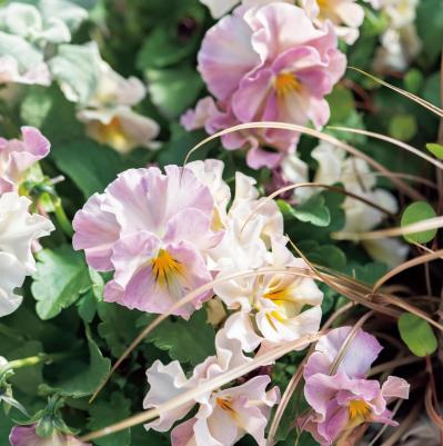 フローラ黒田園芸【黒田健太郎さん】の冬の寄せ植えアイディア。バスケット、ジョウロを使って遊び心をプラス！（サムネイル画像4）