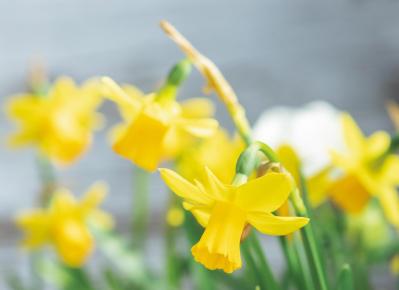 アイアン製の雑貨に花を植えたらこんなに素敵！ フローラ黒田園芸【黒田健太郎さん】の冬の華やぎ寄せ植え（サムネイル画像12）