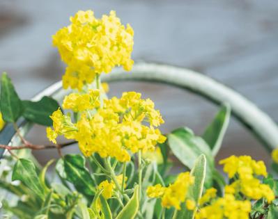 フローラ黒田園芸【黒田健太郎さん】の冬の寄せ植えアイディア。バスケット、ジョウロを使って遊び心をプラス！（サムネイル画像7）